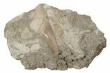 Otodus Shark Tooth Fossil in Rock - Morocco #230906-1